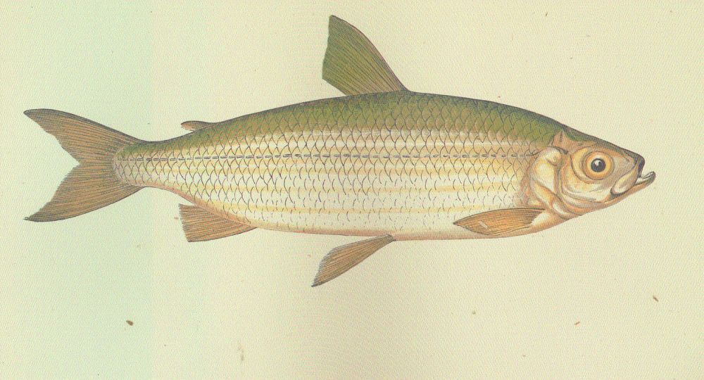 The Vendace fish