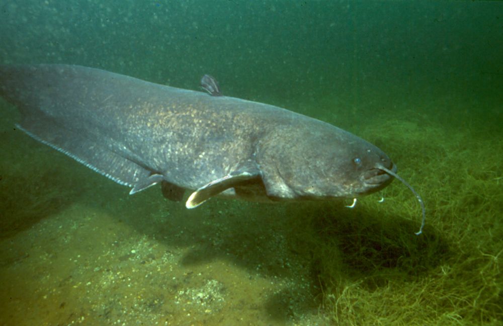 The Wels Catfish