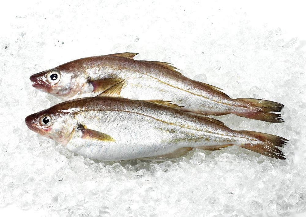 The Whiting fish