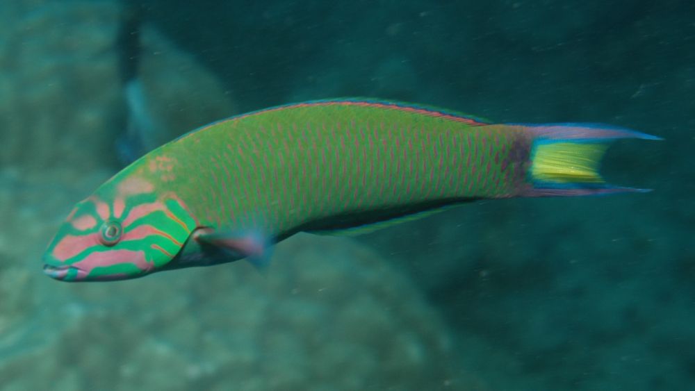 The Wrasse fish 
