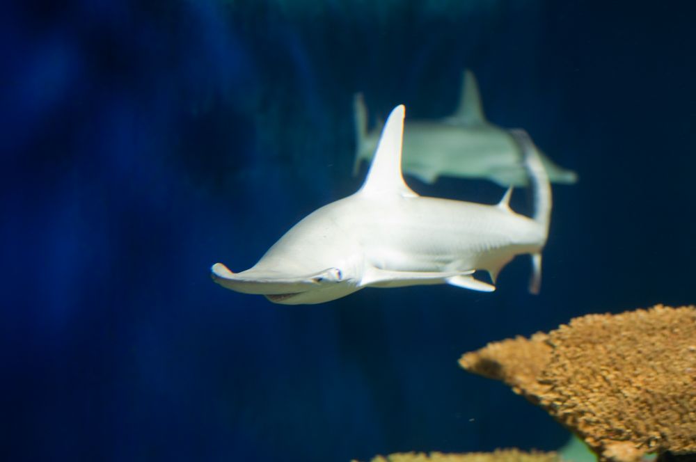 The Bonnethead shark