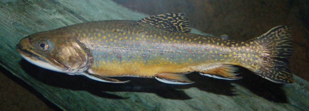 The Brook Trout