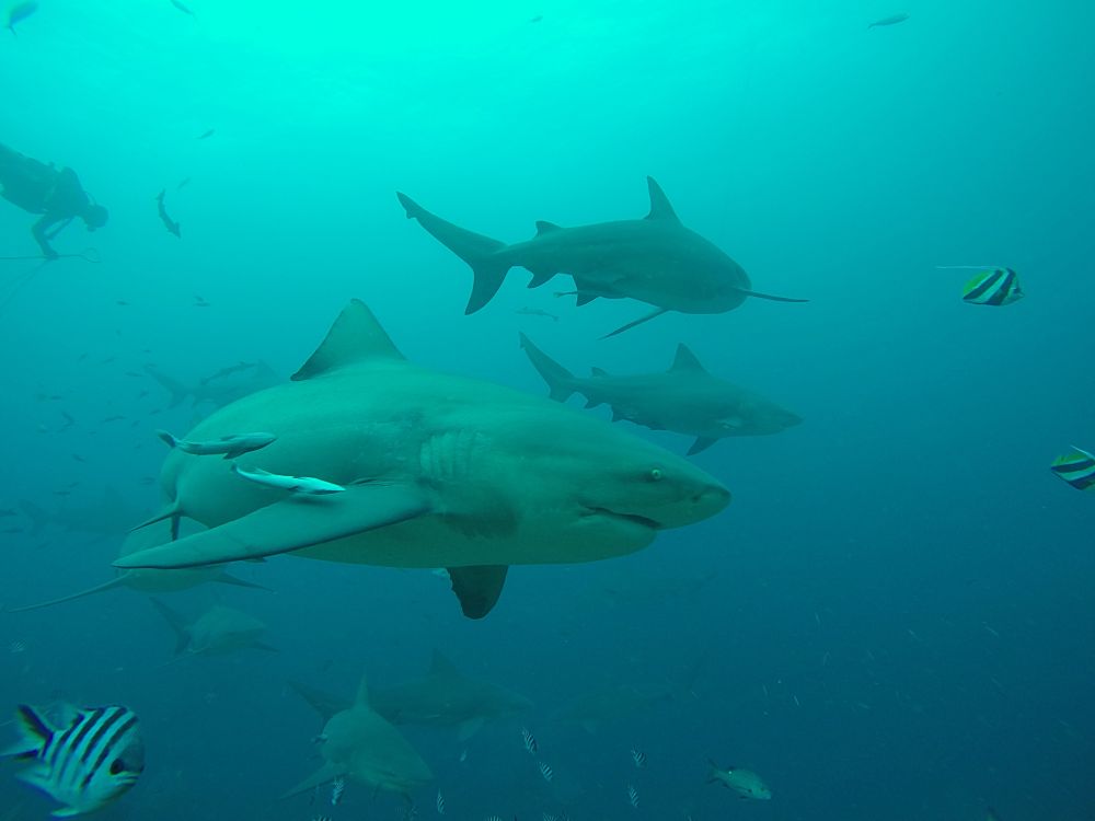 The Bull Shark