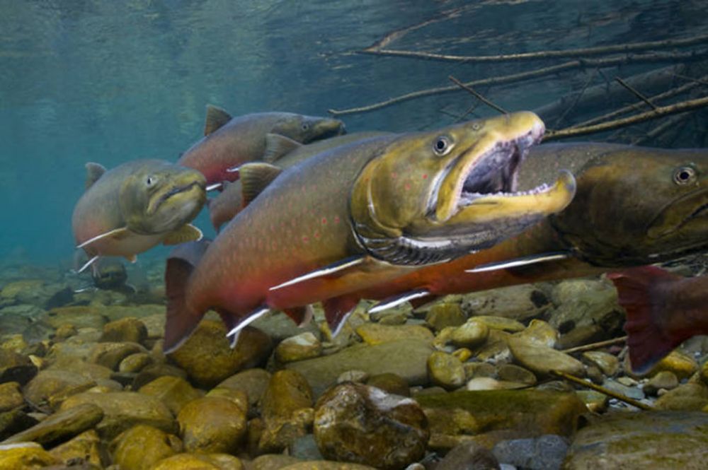 The Bull trout