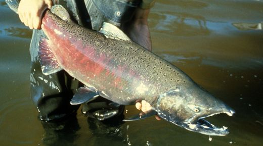 The Chinook Salmon