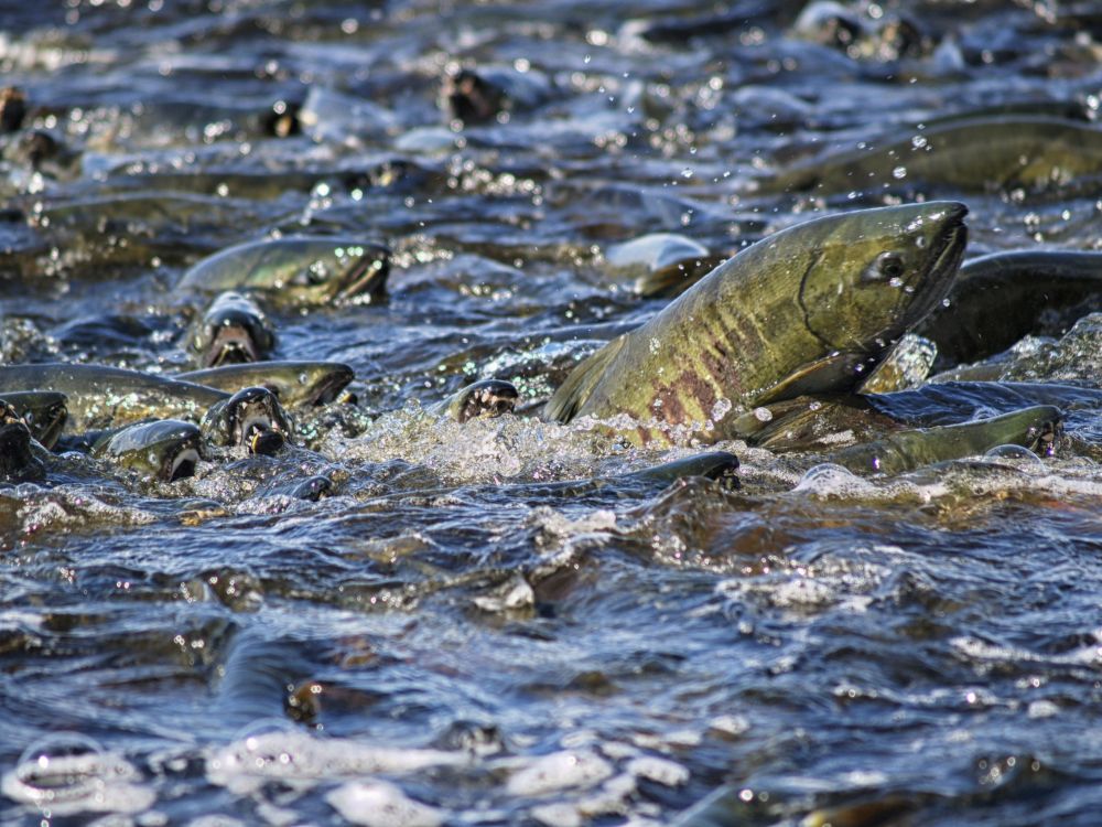 The Chum Salmon