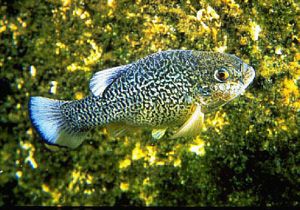 The Comanche springs pupfish