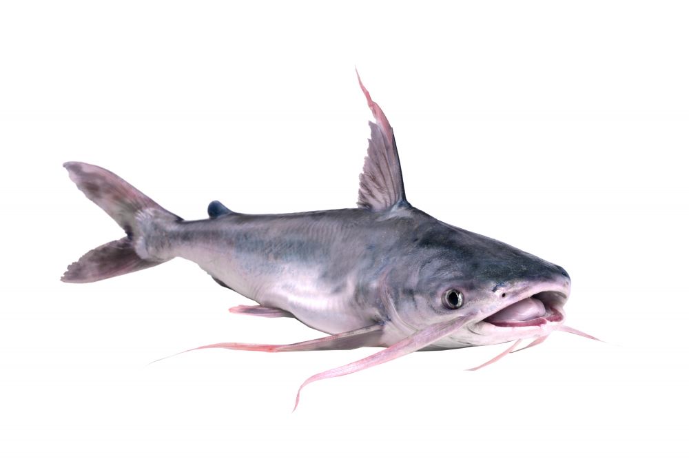 The Gafftopsail Catfish