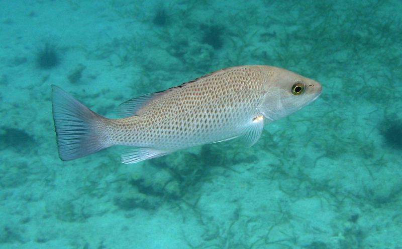 The Gray Snapper