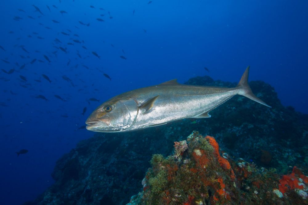 The Greater Amberjack