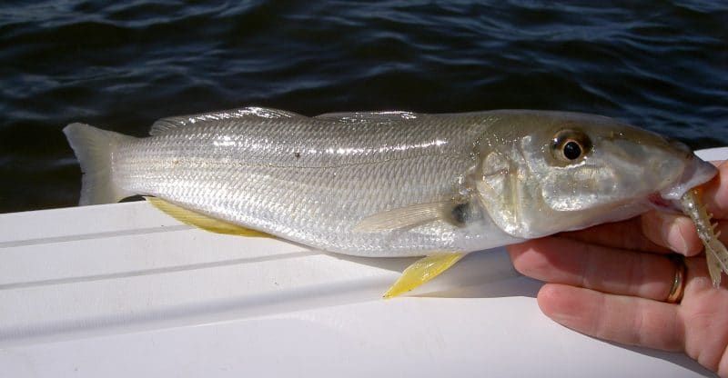 The Gulf Kingfish