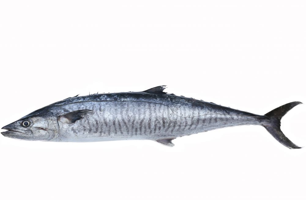 The King Mackerel