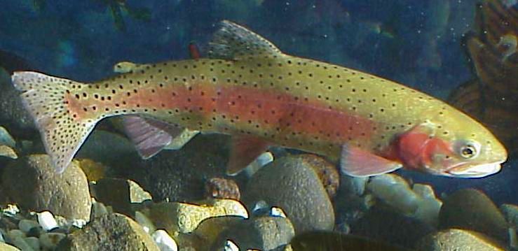 The Lahontan cutthroat trout