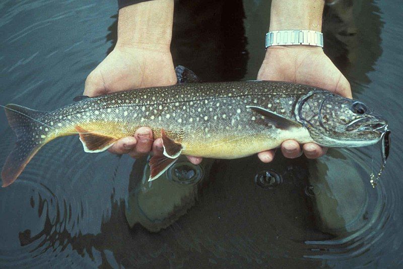 The Lake trout