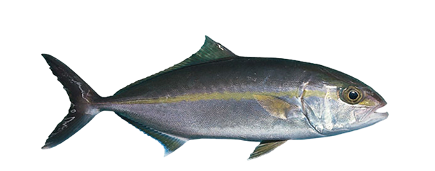 The Lesser Amberjack
