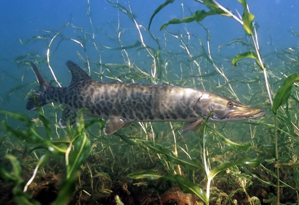 The Muskellunge