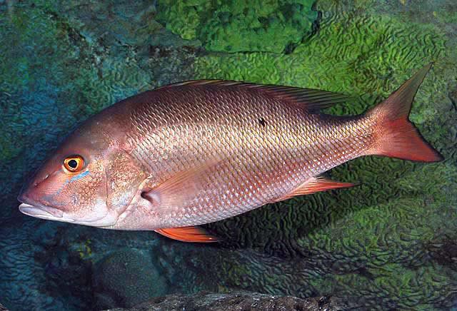 The Mutton Snapper