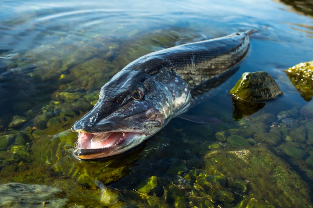 The Northern Pike