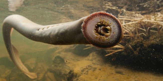 The Pacific Lamprey