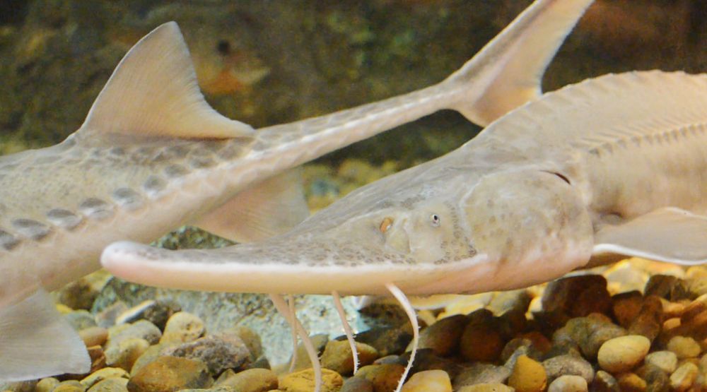 The Pallid Sturgeon