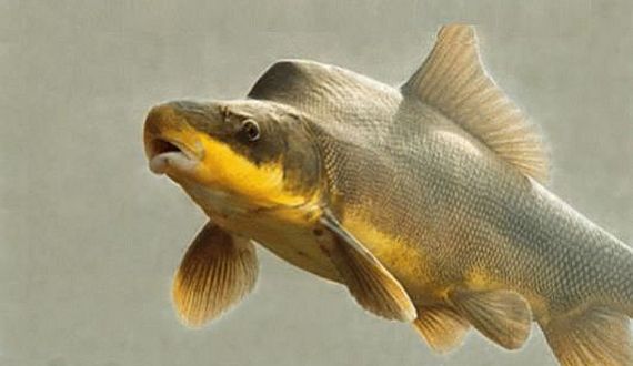 The Razorback Sucker