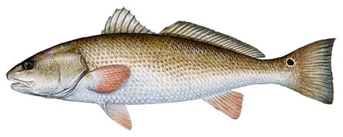 The Red drum