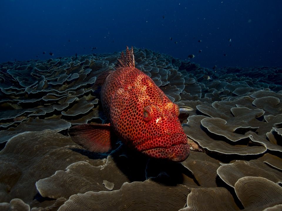 The Red Grouper