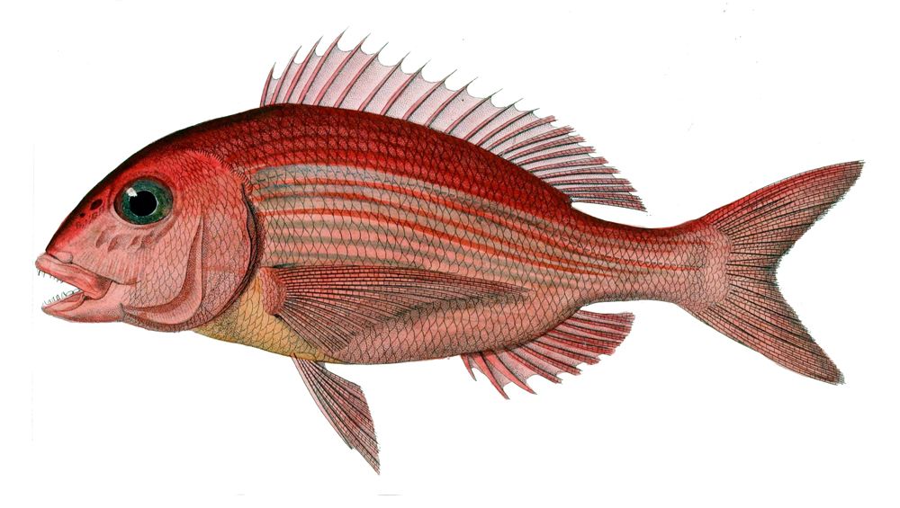 The Red Porgy