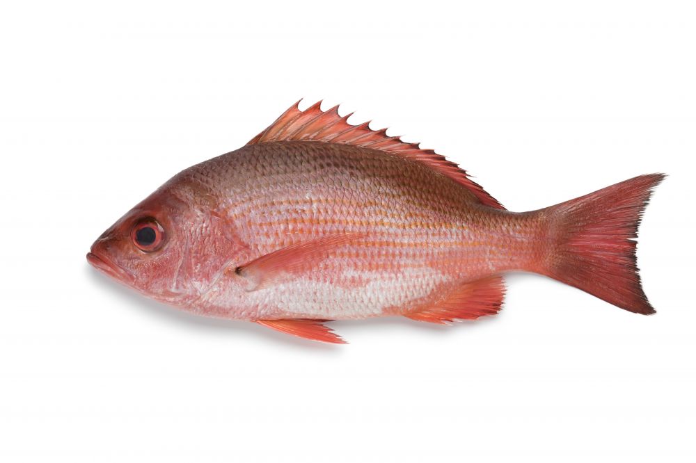 The Red Snapper
