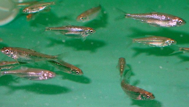 The Rio Grande Silvery Minnow