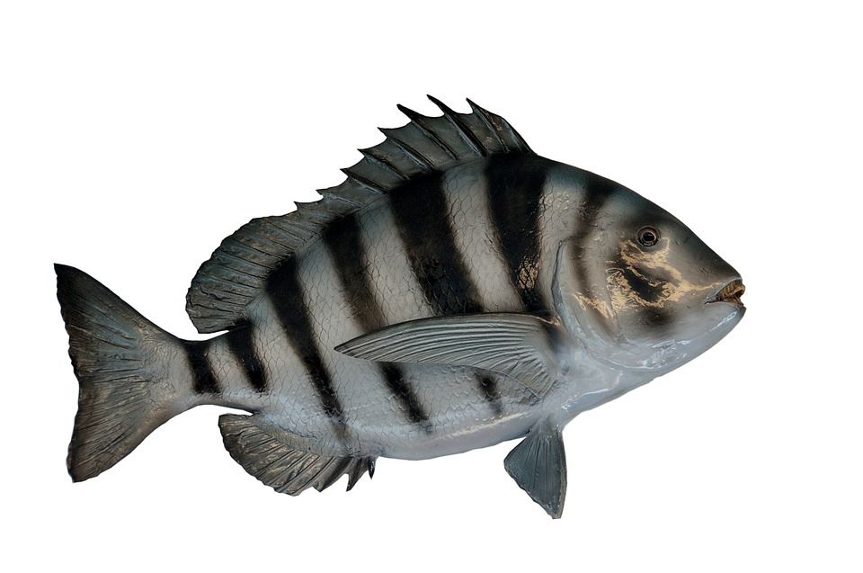 The Sheepshead