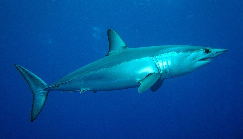 The Shortfin Mako