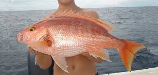 The Silk Snapper