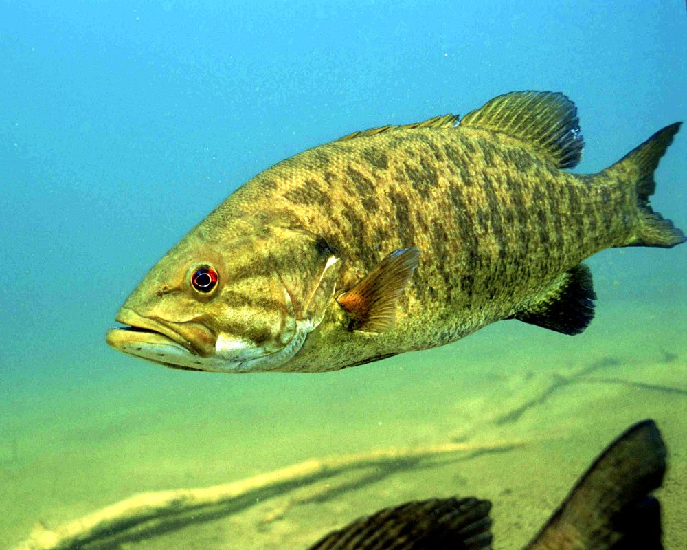 The Smallmouth bass