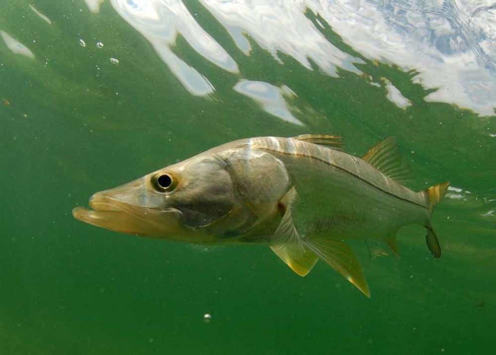 The Snook fish