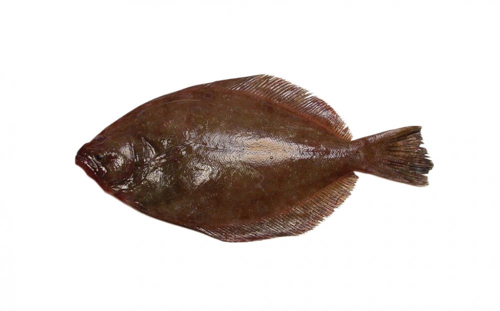 The Southern flounder