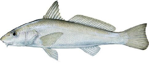 The Southern Kingfish 