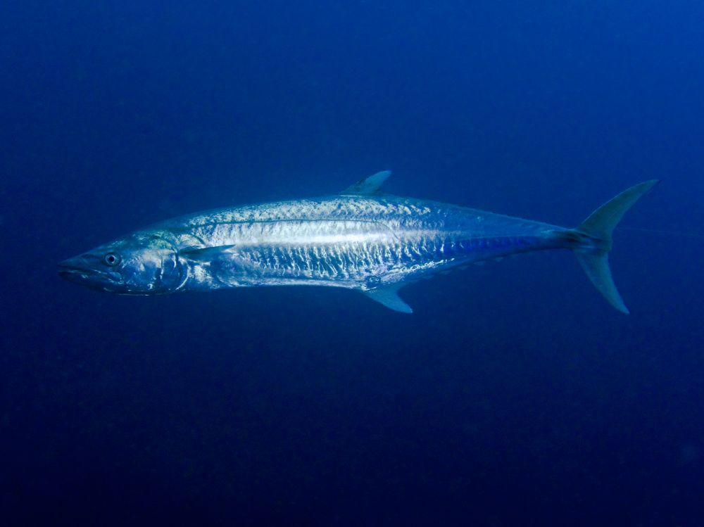 The Spanish Mackerel