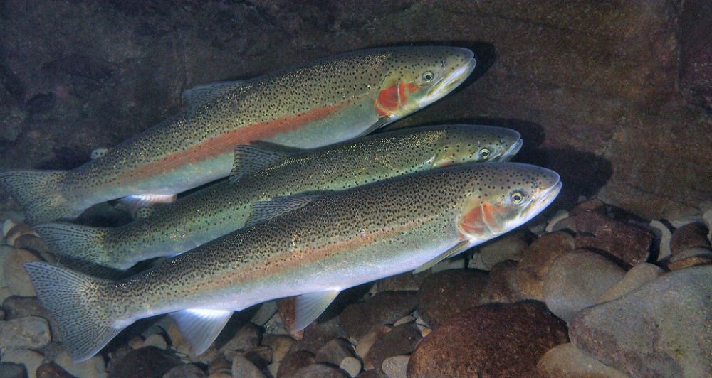 The Steelhead Trout