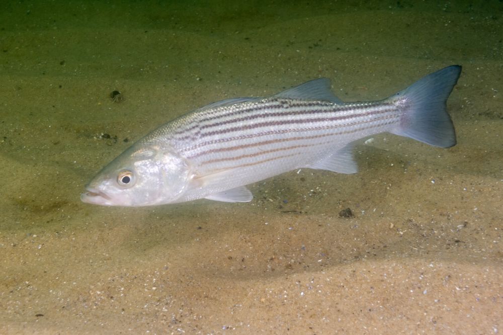 The Striped Bass