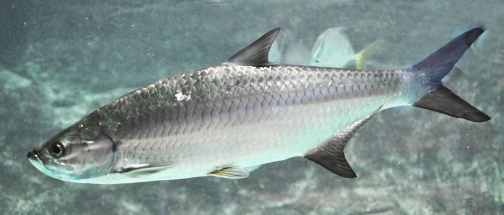 The Tarpon