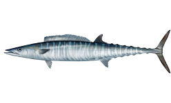 The Wahoo fish