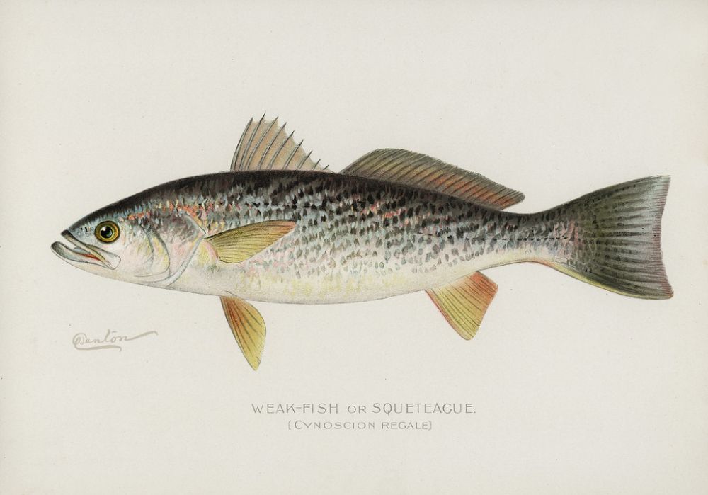 The Weakfish
