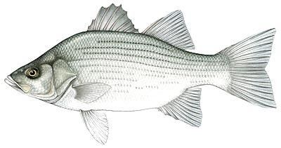 The White Bass