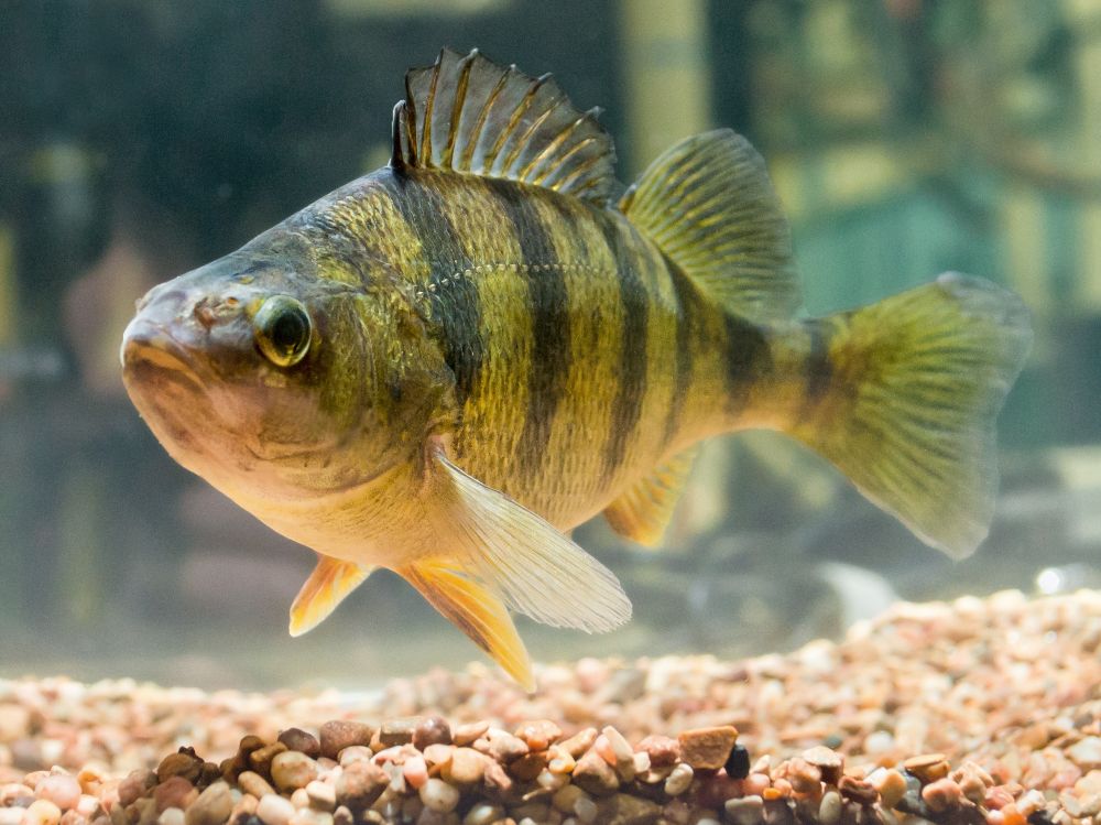 The Yellow Perch 