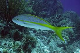 The Yellowtail snapper