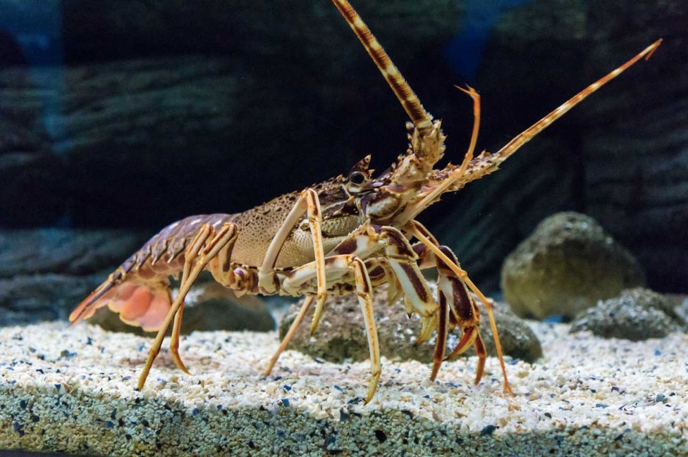 La langouste (ou langouste rouge)