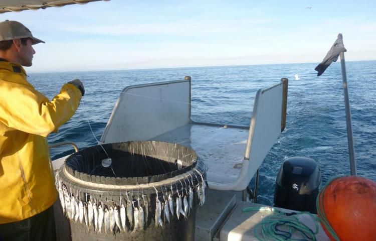 Longlining for Pollack