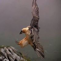 frederic.loubiou___d