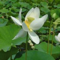 Lenclud Marie-veronique